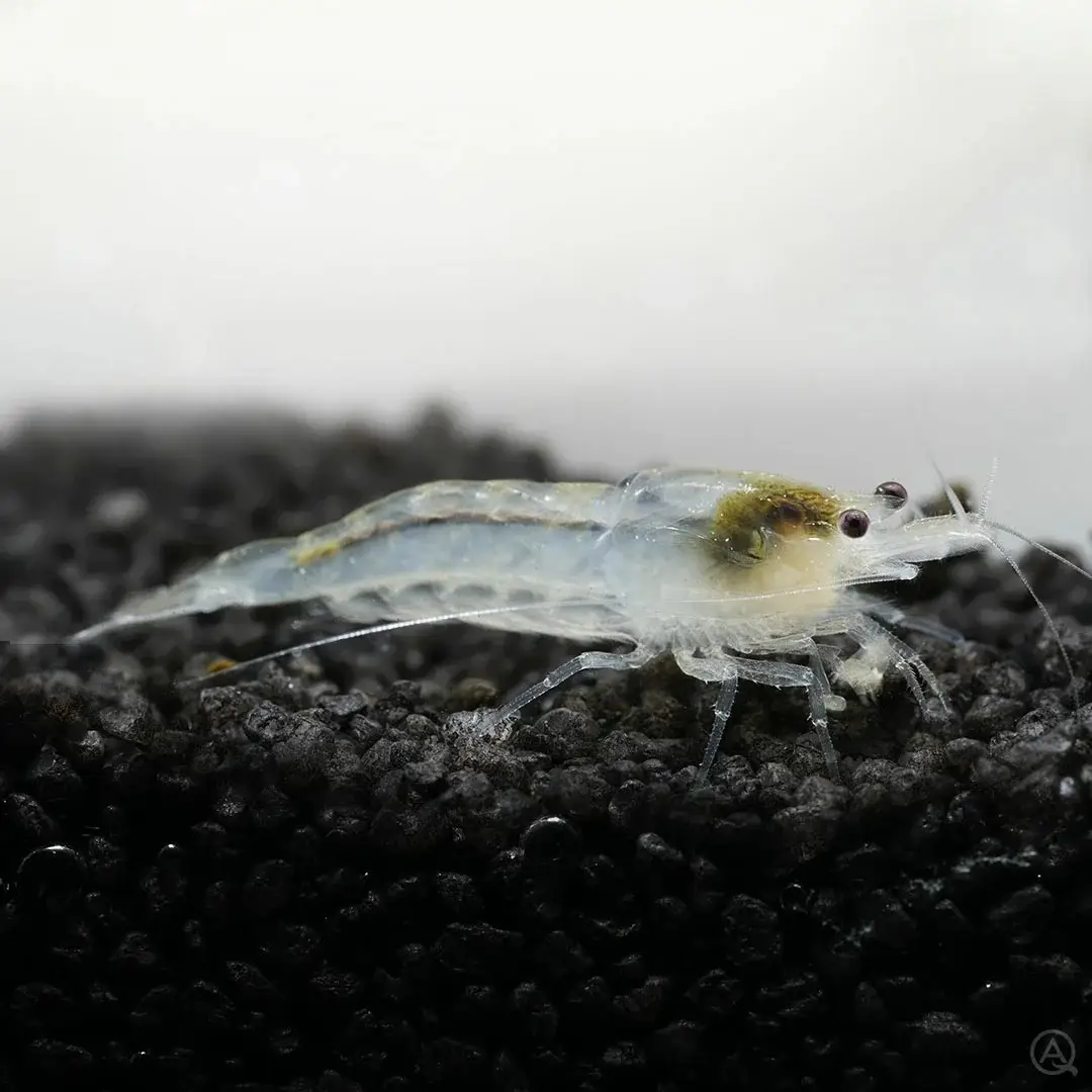 White Pearl Garnele Neocaridina Palmata