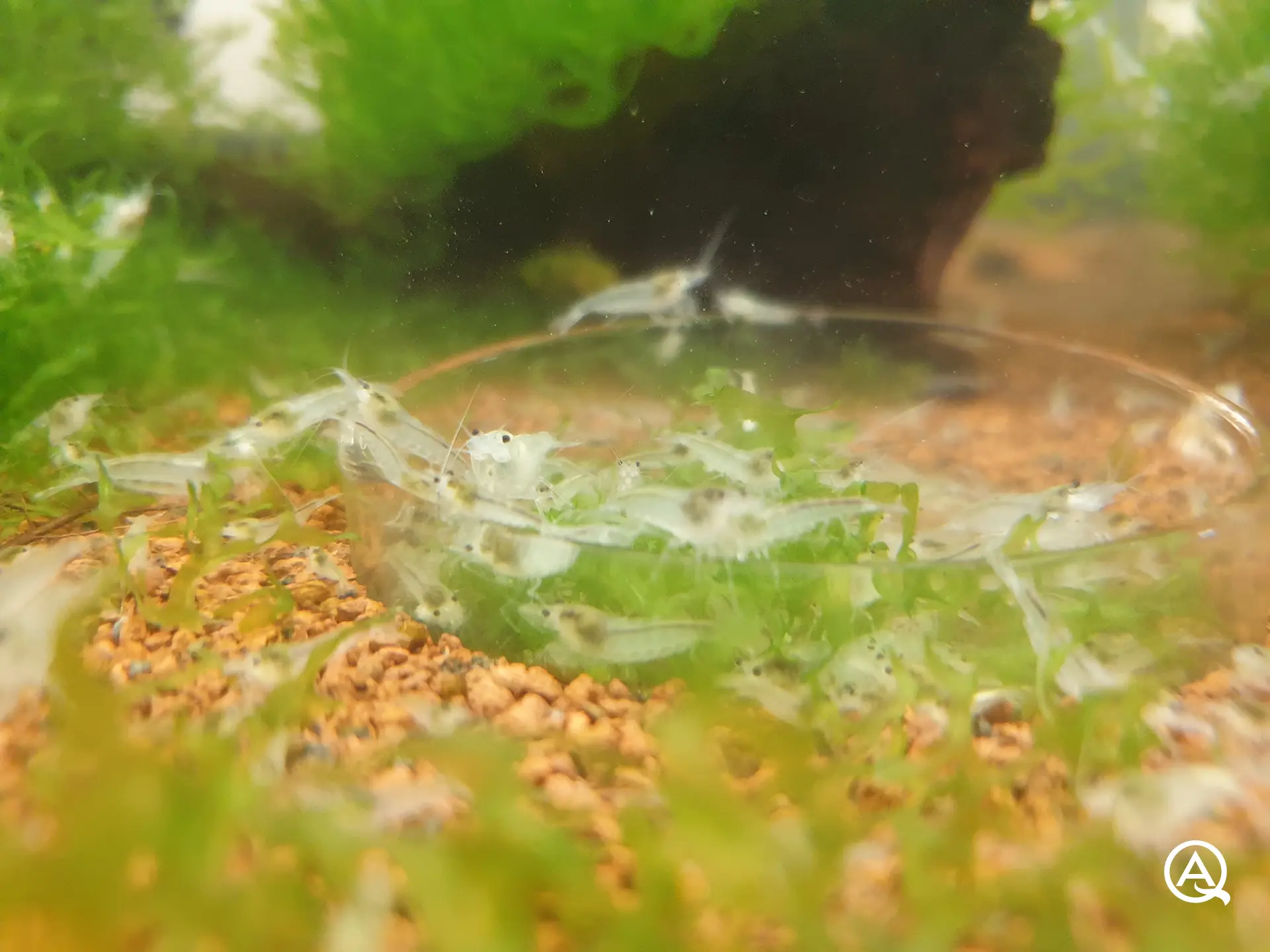 White Pearl Garnelen im Fressnapf