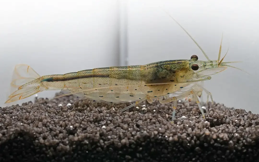Amanogarnele Caridina multidentata