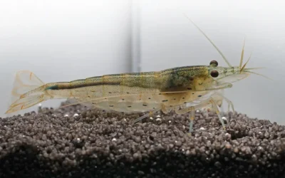 Amanogarnele Caridina multidentata