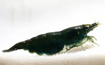 Green Jade Garnele (Neocaridina davidi) – Der ausführliche Haltungs- und Zuchtguide